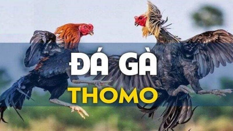 Đá gà thomo lịch sử và nguồn gốc.